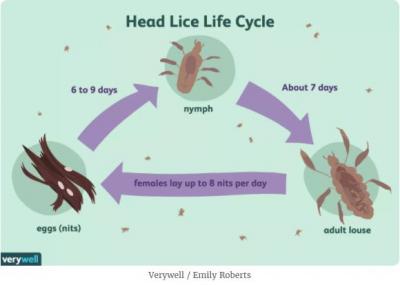 head lice life cycle